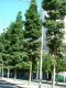 robusta (Queensland Kauri Pine)